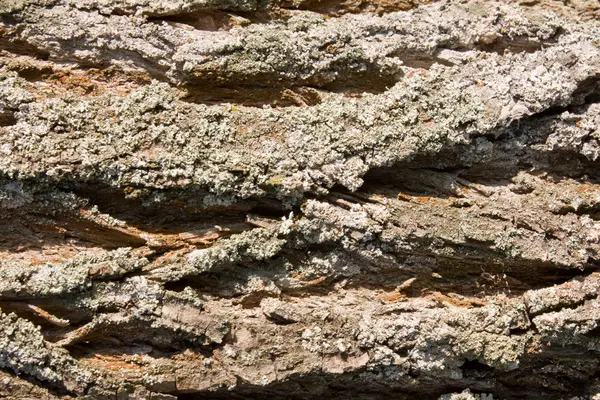 Barken på ett träd en bakgrund — Stockfoto