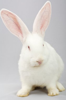 White rabbit on a gray background clipart