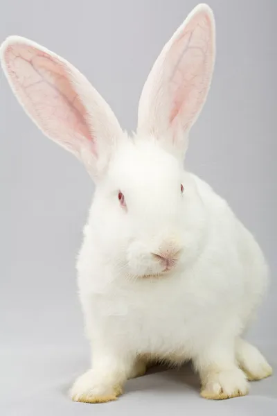 회색 배경에 있는 흰 토끼 — 스톡 사진
