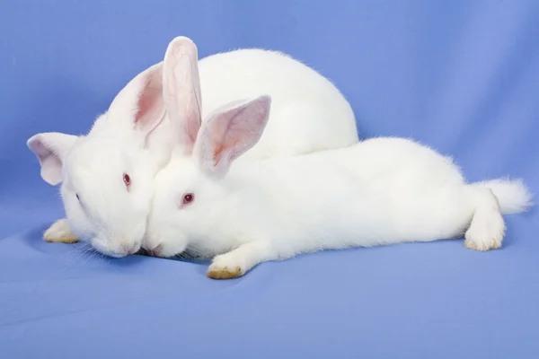 White rabbits on a blue background — Stock Photo, Image