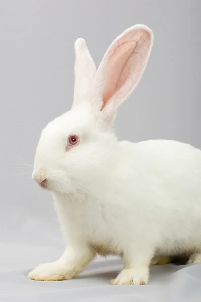 Білий кролик на сірому фоні — стокове фото