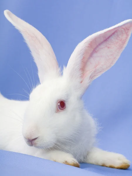 Rabbit on a blue background — Stock Photo, Image