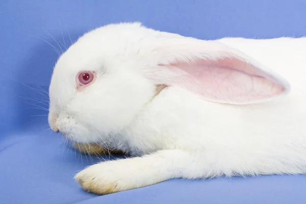 Conejo sobre fondo azul —  Fotos de Stock