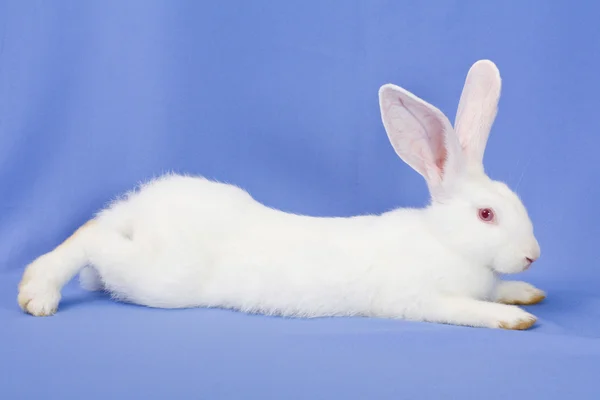 Кролик на синем фоне — стоковое фото