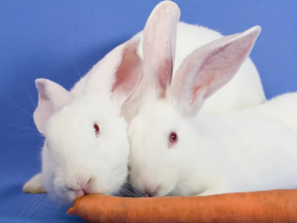 Rabbits on a blue background — Stock Photo, Image