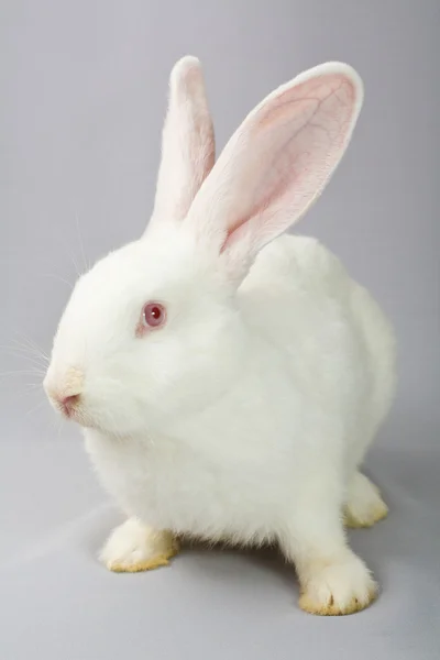 Conejo blanco sobre fondo gris —  Fotos de Stock