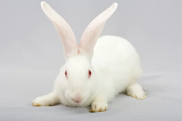 Білий кролик на сірому фоні — стокове фото