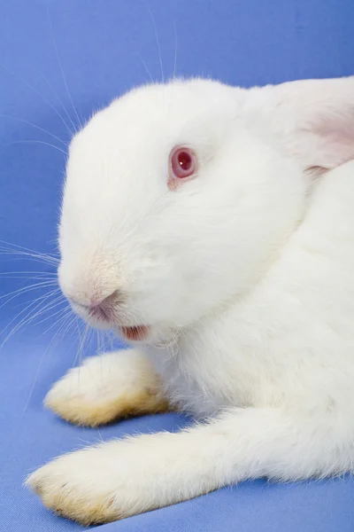 Кролик на синем фоне — стоковое фото