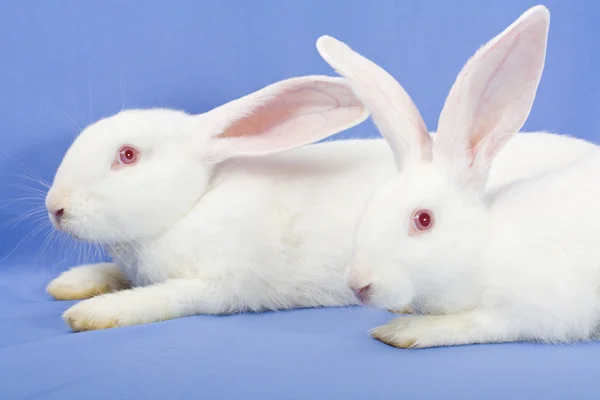 Белые кролики на синем фоне — стоковое фото