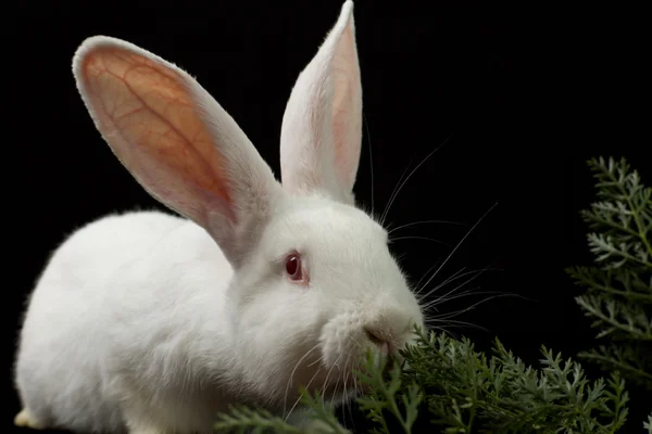 Conejo blanco sobre fondo negro —  Fotos de Stock