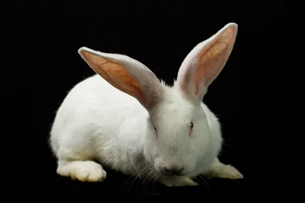Белый кролик на черном фоне — стоковое фото