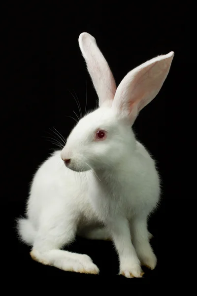 Wit konijn op een zwarte achtergrond — Stockfoto