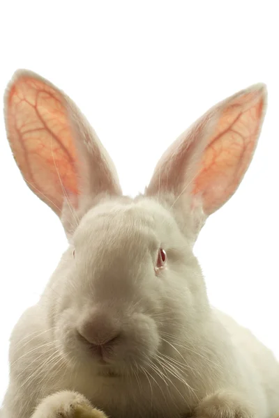 흰 토끼 흰색 배경에 고립 — 스톡 사진