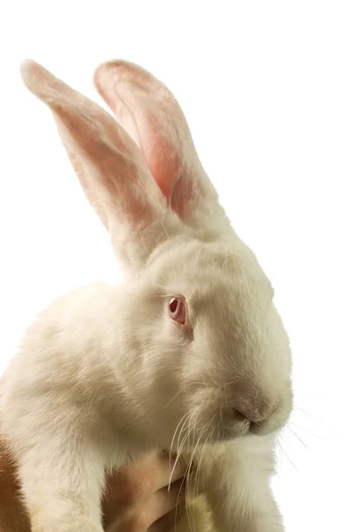 El conejo blanco está aislado sobre un fondo blanco —  Fotos de Stock