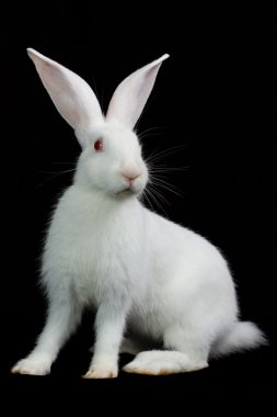 White rabbit clipart