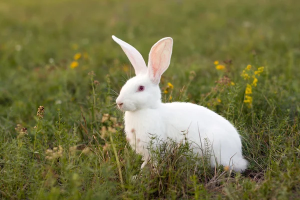 stock image White rabbit