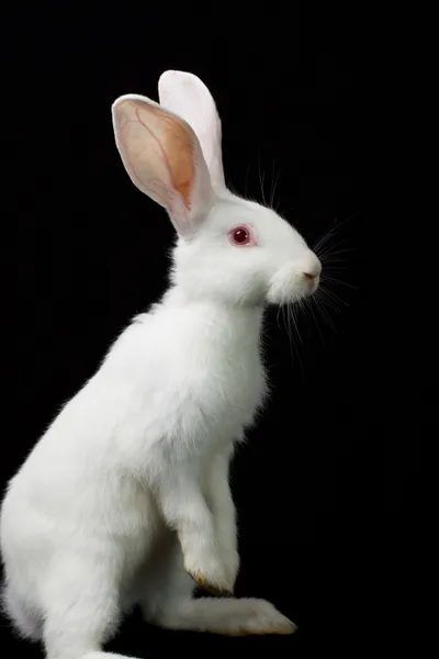 白兔子 免版税图库图片