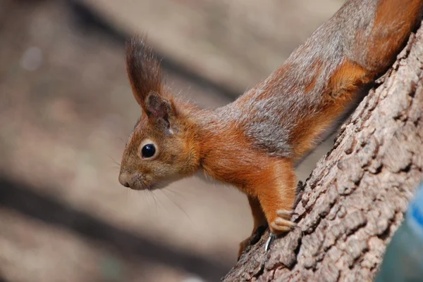 stock image Squirrel in a tree