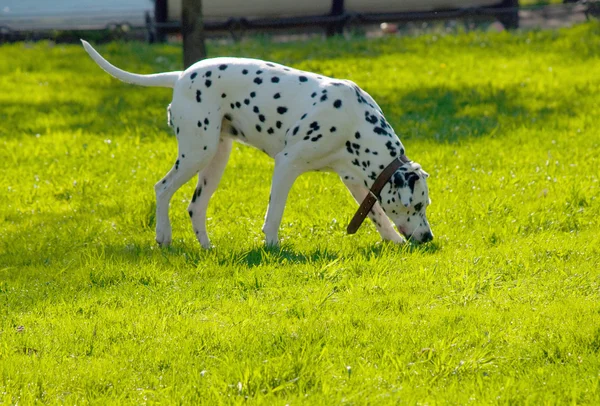 Çimlerin üzerindeki köpek