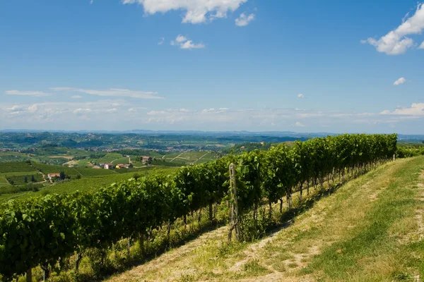 Stock image Vineyard