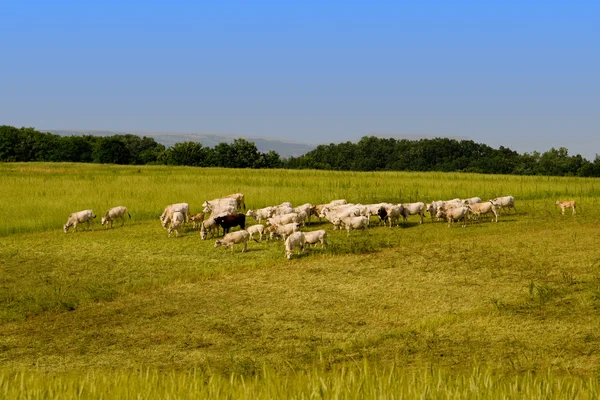 Hazai szarvasmarha terel — Stock Fotó