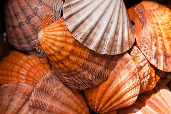 stock image Sea shells