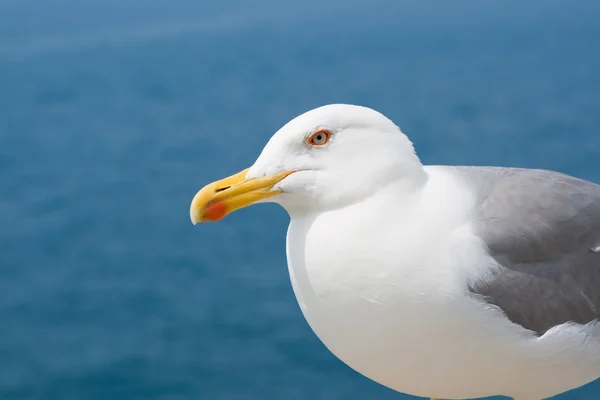 The courious gull — Stock Photo, Image