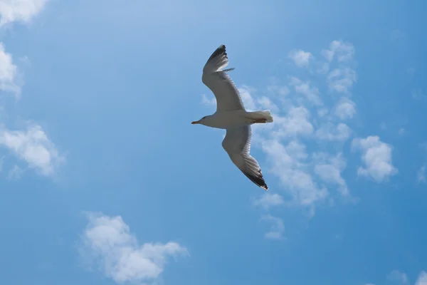 stock image Seagull Vs Sky