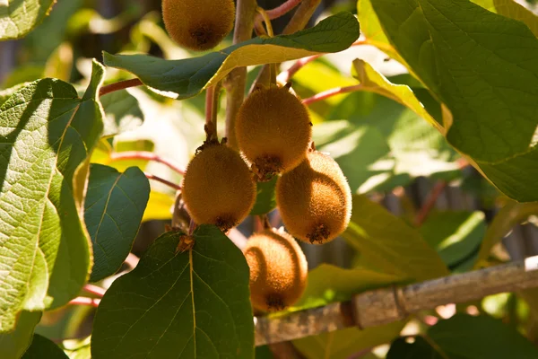 Kiwi frukt Stockfoto