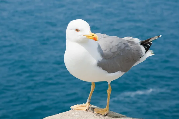 stock image The gull