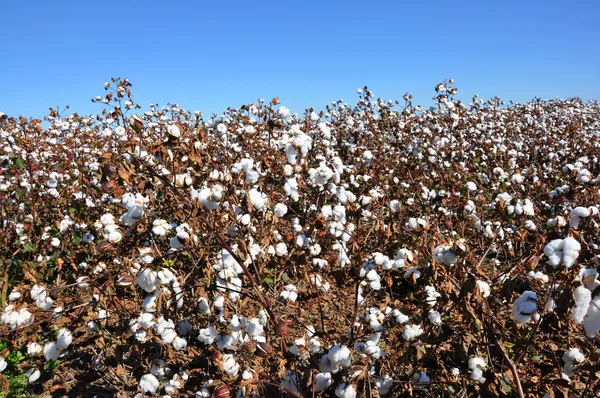 Campo de algodão — Fotografia de Stock
