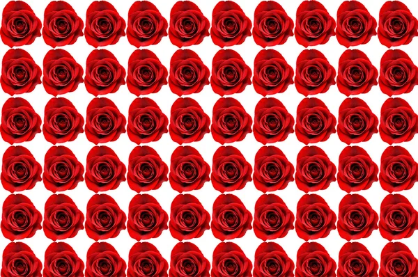 stock image Sixty Roses Background