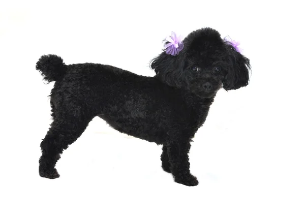 Black Toy Poodle isolado — Fotografia de Stock