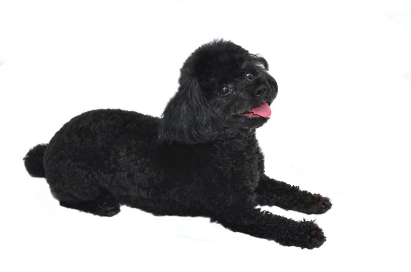 孤立的黑色玩具贵宾犬 — 图库照片