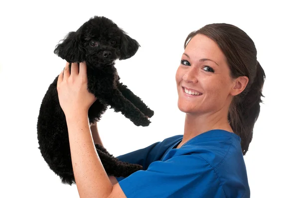 Помощник ветеринара держит домашнюю собаку изолированной — стоковое фото
