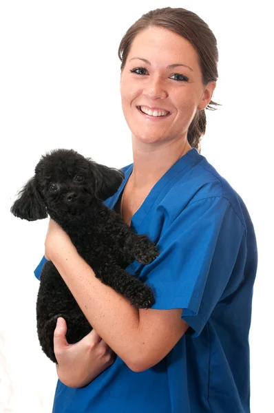 stock image Veterinary Assistant with Pet Dog Isolated