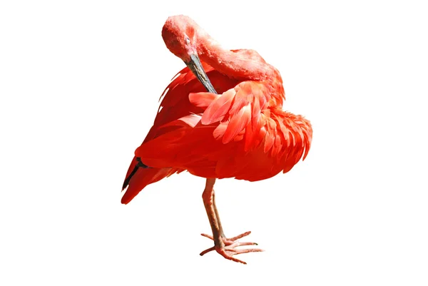 Skarlátvörös ibis — Stock Fotó