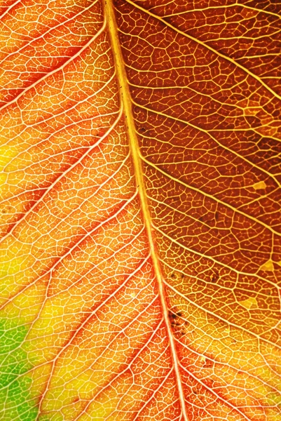 stock image Autumn Leaf Macro