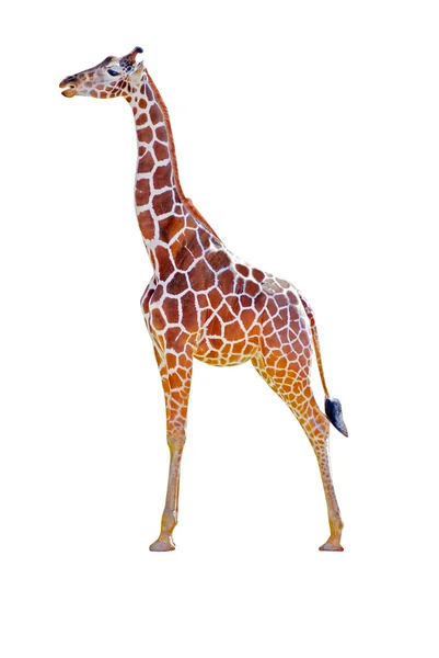 stock image Giraffe