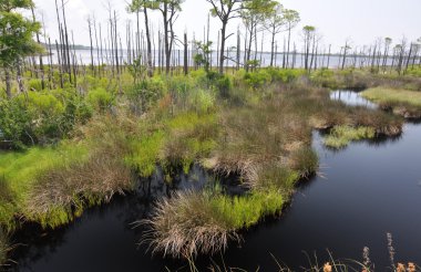 Bon Secour National Wildlife Refuge clipart