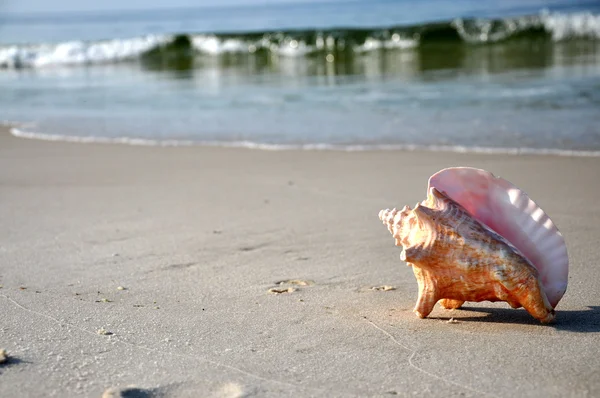 Seashell på stranden med kopia utrymme — Stockfoto