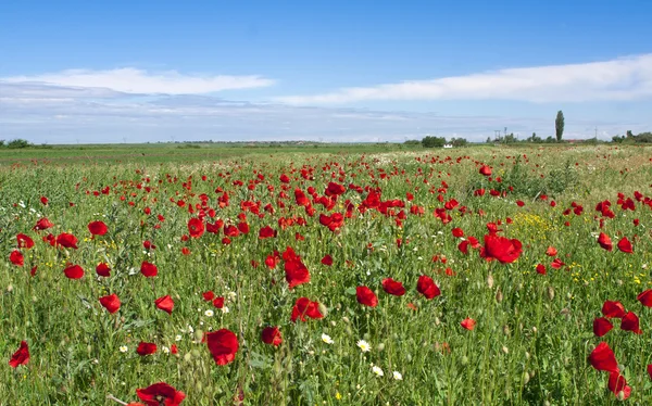 Red poppies field — Stock Photo, Image