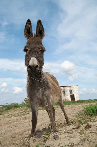 Happy donkey — Stock Photo, Image