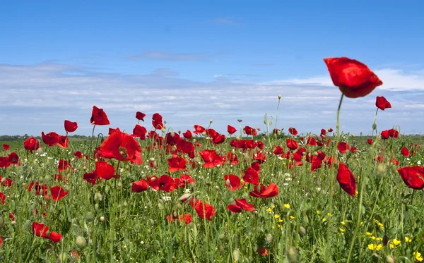 Kırmızı poppies alan