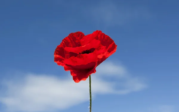 Isolated red poppy — Stock Photo, Image