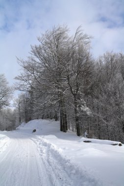 kış yolu