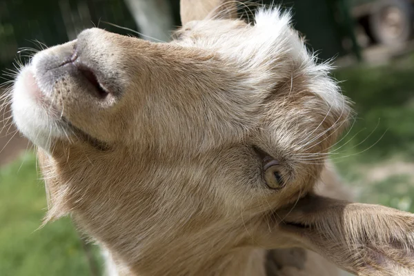 Happy goat — Stock Photo, Image
