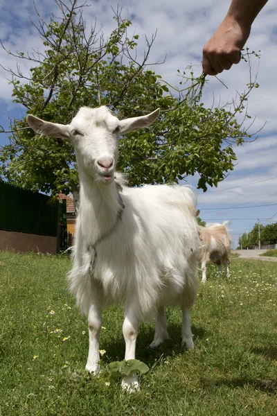 Счастливая коза — стоковое фото