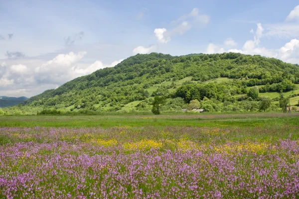 아름다운 꽃밭 — 스톡 사진