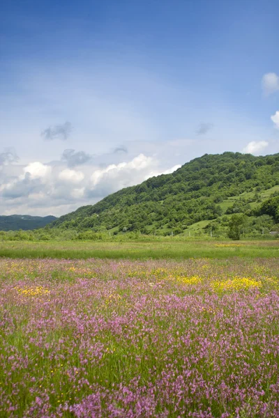 stock image Beautiful flower field